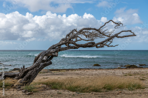Dead tree o on Aruba's north coast