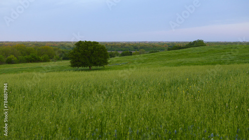 A lonely tree on a hillside in Texas, USA