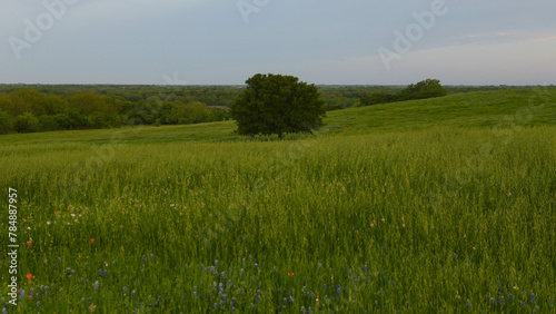 A lonely tree on a hillside in Texas  USA