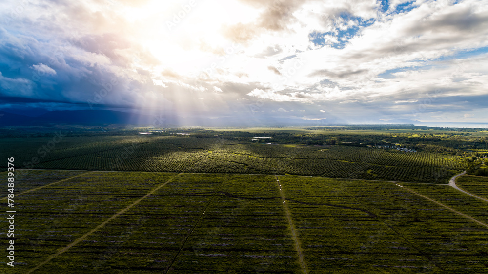 Afternoon sunshine light show above a palm oil plantation.
