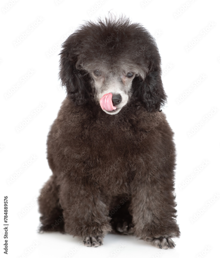 Hungry licking lips black poodle puppy looking at camera. Isolated on white background Hungry licking lips black poodle puppy looking at camera. Isolated on white background