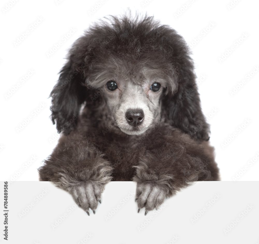 Cute black poodle puppy looks above empty white banner. Isolated on white background Cute black poodle puppy looks above empty white banner. Isolated on white background