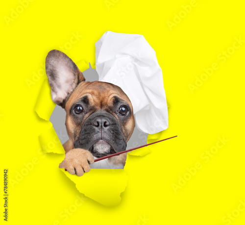 French bulldog wearing chef's hat looking through the hole in yellow paper and  pointing away on empty space. isolated on white background