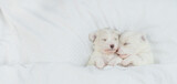 Two cozy white Lapdog puppies sleep under warm white blanket on a bed at home. Top down view. Empty space for text