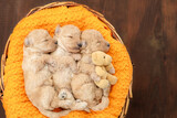 Three tiny cozy newborn Toy Poodle puppies sleep inside basket. Top down view. Empty space for text