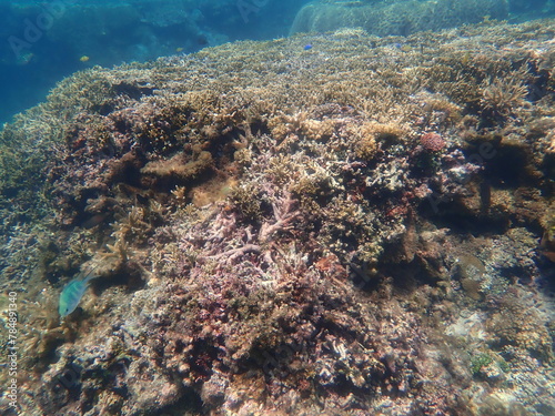 沖縄県 宮古島 シギラビーチの珊瑚礁
