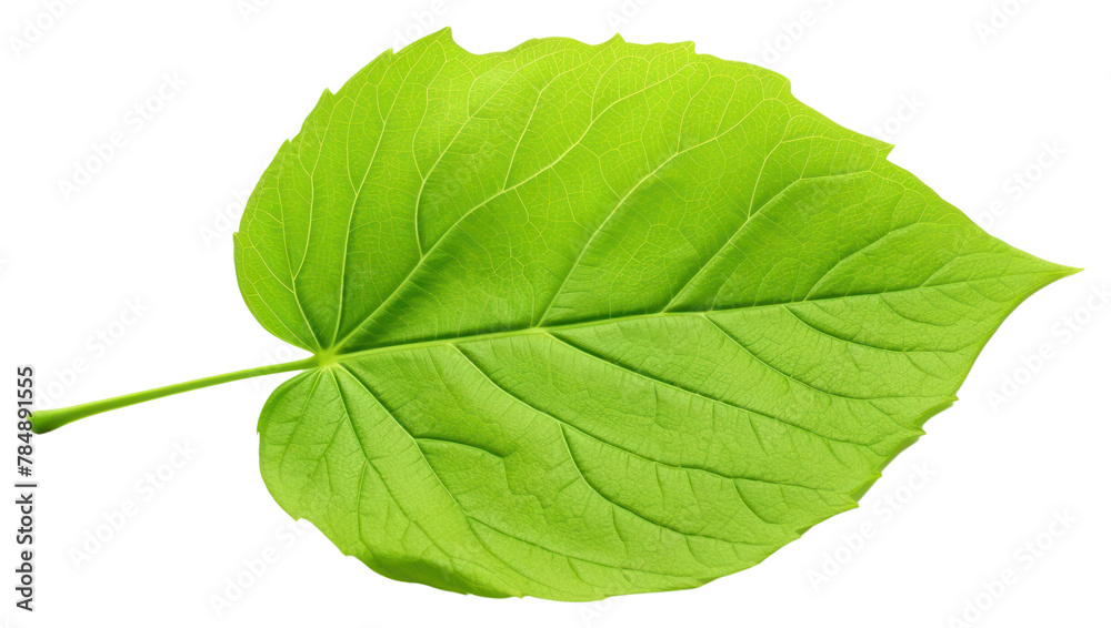 Obraz premium PNG Single Hydrangea leaf plant white background freshness