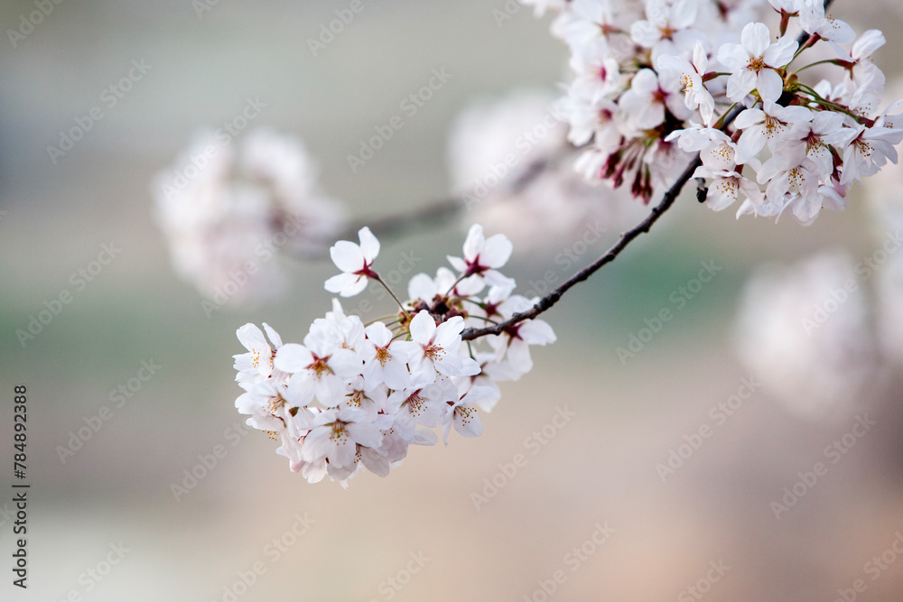 View of the cherry blossom flowers in spring View of the cherry blossom flowers in spring