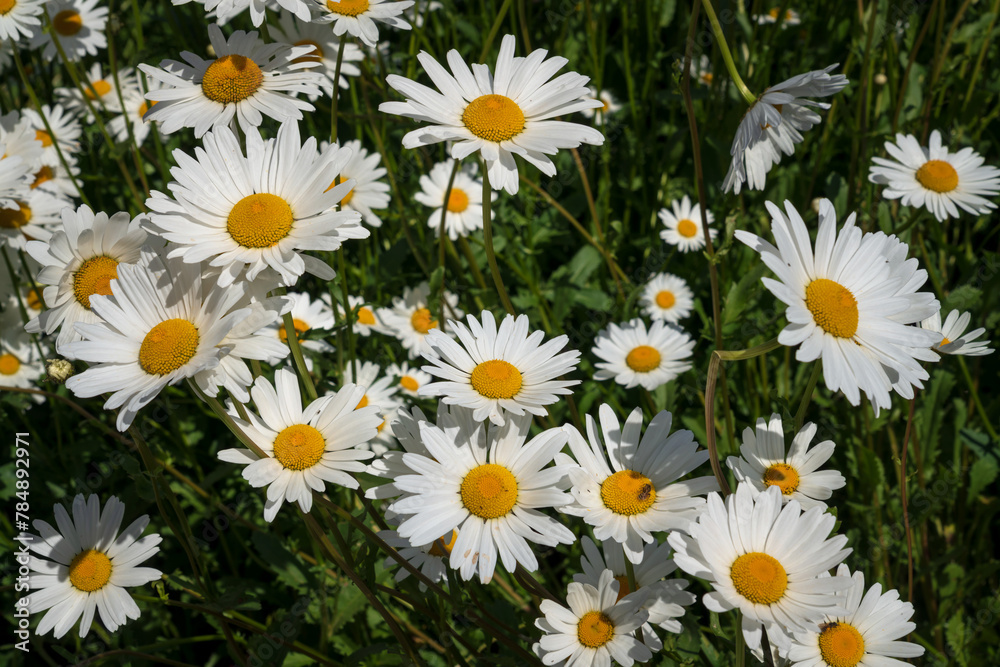 Fototapeta premium Blooming nivyanik ordinary (Lat. Leucanthemum vulgare) is a species of perennial herbaceous plants of the family Compositaceae (Asteraceae)