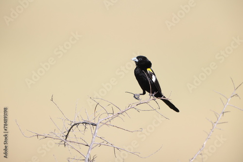 White-winged widowbird (Euplectes albonotatus) is a species of passerine bird in the family Ploceidae native to Africa south of the Sahara. This photo was taken in Kruger National Park, South Africa. photo