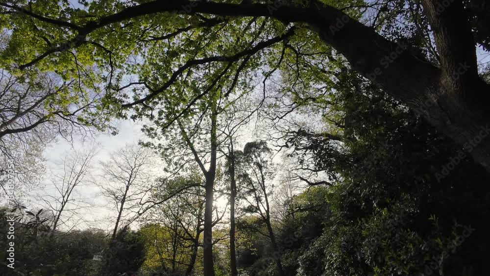 An overhead view of a person walking on a wooded path with sparkles of sunlight coming through the branches with Spring green leafs. An overhead view of a person walking on a wooded path with sparkles of sunlight coming through the branches with Spring green leafs.