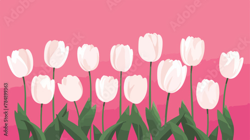 White tulips on pink background top view. copy spas #784899363