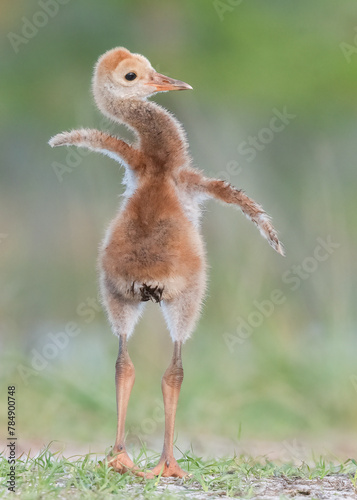 Sandhill Crane Colt