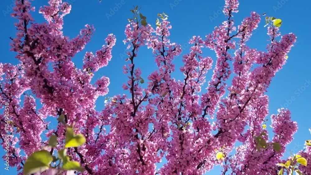 redbud flowers pink blue sky bees spring season