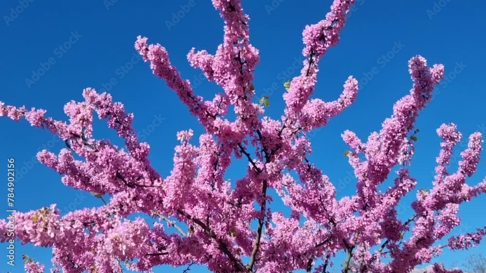 redbud flowers pink blue sky bees spring season