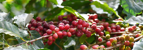 Banner hands harvest red seed in basket robusta arabica plant farm. Coffee plant farm Close up woman Hands harvest raw coffee beans. Ripe Red berry plant fresh seed coffee tree growth with copy space