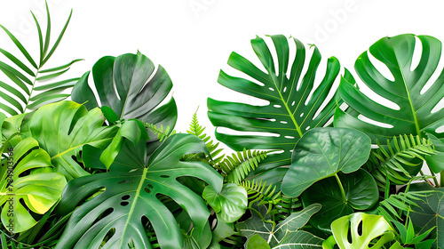 tropical leaves foliage plants flowers jungle bushes