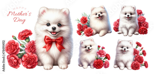White pomeranian puppy and red carnation watercolor illustration material set