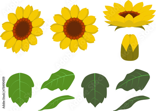 ミニひまわりの花と葉とつぼみ