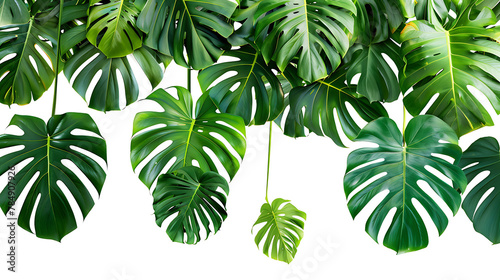 Tropical leaves hanging monsterra plant isolated on white background