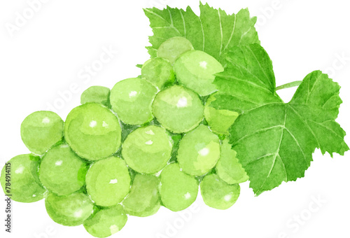 水彩で描いたマスカットのイラスト