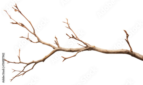 PNG Branch plant tree white background