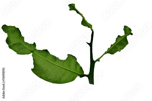 kaffir lime leaves are  eaten away by caterpillars on a white background