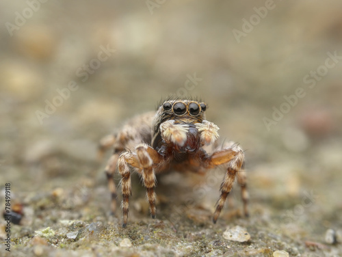 Jumping spider on the sandy soil seen from the front