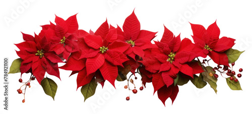 PNG Poinsettia Garland flower plant petal