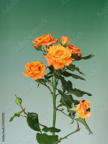 A bouquet of orange roses for Valentine's Day