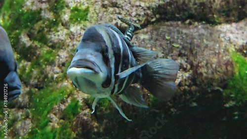 A stripped Humphead cichlid fish is floating underwater photo