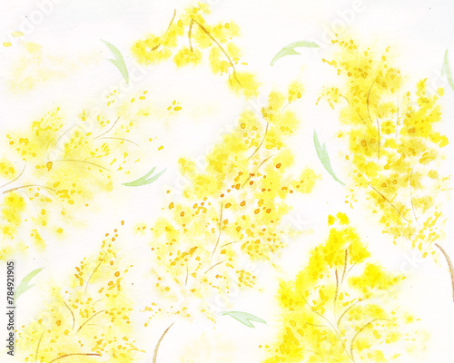 Watercolor background of mimosa flowers, bright yellow branches, spring theme, garden plants on a white background. Texture of the warm season, hand-drawn, for the design of cards, labels, print