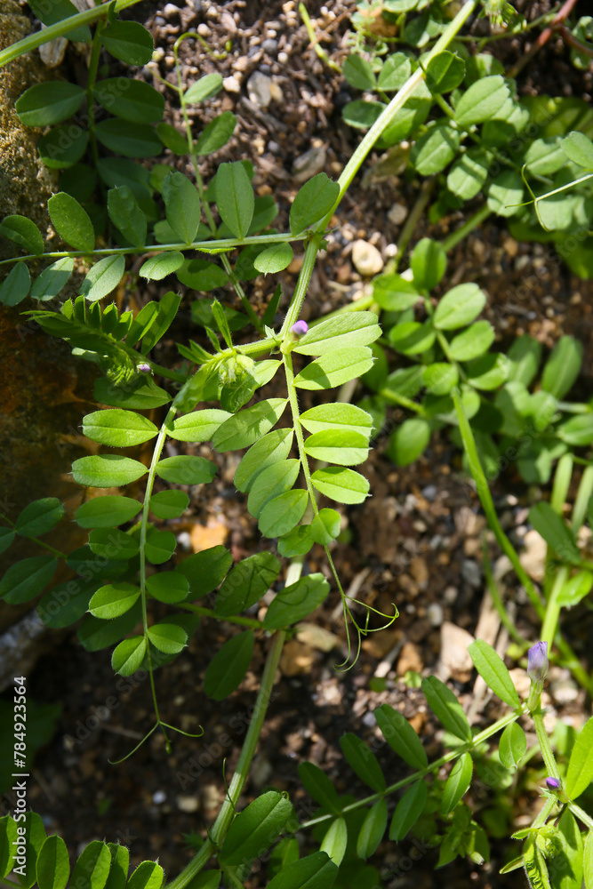 leaves and flowers of common vetch in a garden leaves and flowers of common vetch in a garden