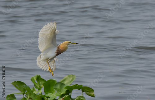 Movement flying Javan pond heron or Ardeola speciosa is very beautiful body and nice emotion.