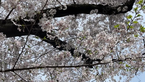 It's a cherry blossom tunnel.