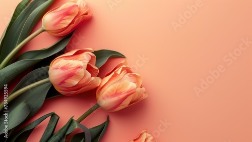 Vibrant Red Tulip Blooms with Green Foliage on Peach Colored Background photo