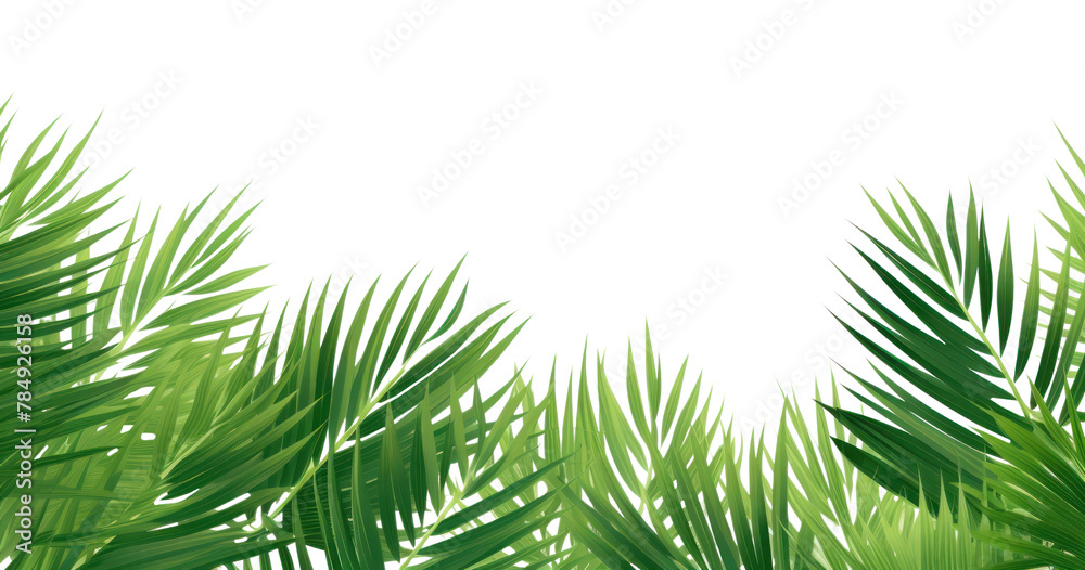 PNG Palm leaf tropical backgrounds vegetation outdoors PNG Palm leaf tropical backgrounds vegetation outdoors