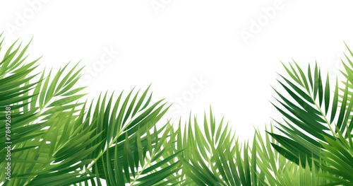 PNG Palm leaf tropical backgrounds vegetation outdoors
