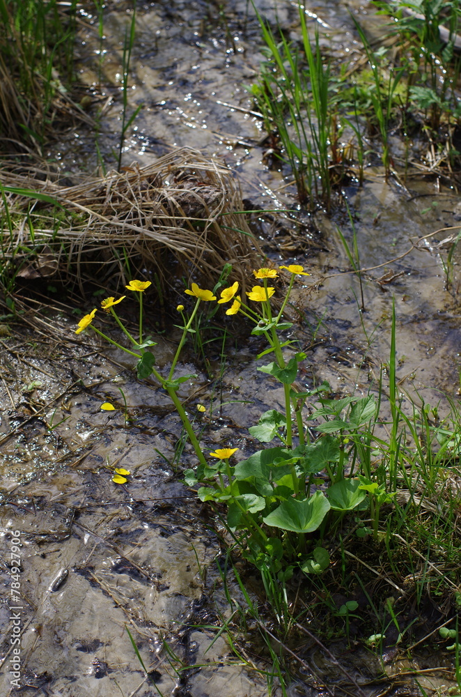 Obraz premium Western Siberia, blooming marsh-marigold (Caltha palustris) on sandy soil.