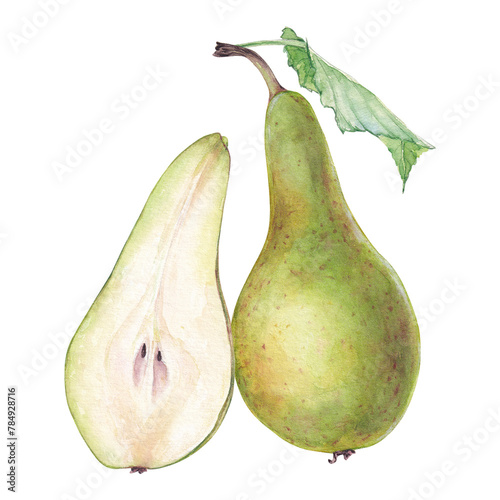 Watercolor green conference pear and half of pear 