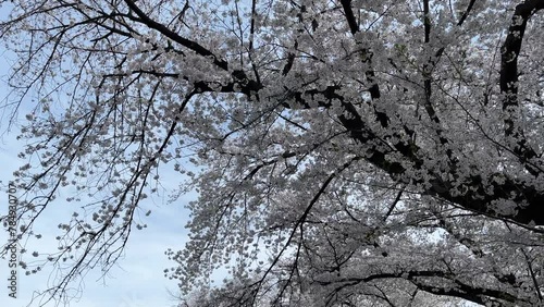 It's a cherry blossom tunnel.