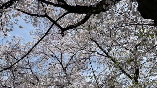 1.It's a cherry blossom tunnel. Birds are also attracted by cherry blossoms and fly.