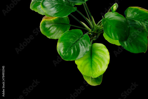 Dark green leaves of Anubias barteri Round Coin tropical aquarium plant isolated on black background with clipping path