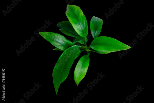 Top View sharp green leaves of Anubias minima, the tropical foliage aquatic plants isolated on black background with clipping path