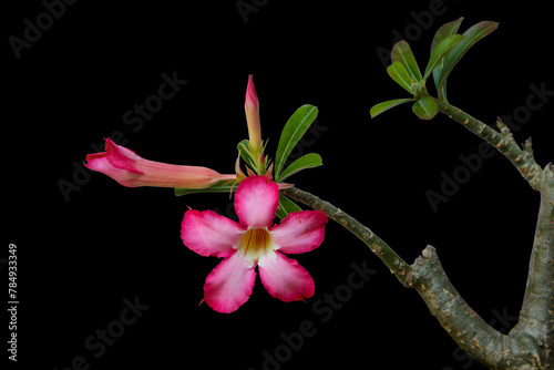 Adenium flowers, a branch of desert rose blossom pink flowers with leaves budding on a tree twig isolated on black background with clipping path