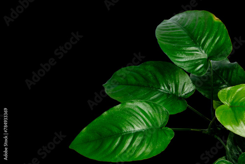 Close-up green leaves of Anubias Barteri Broad Leaf tropical aquatic plant isolated on black background with clipping path