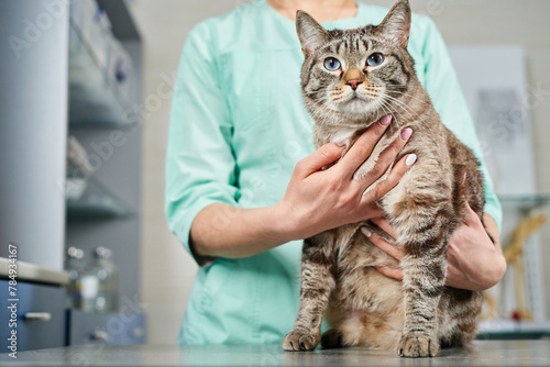 Veterinarian holding a domestic cat in hands at the visit