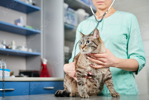 Veterinarian with stethoscope holding a domestic cat in hands at the visit