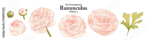 A series of isolated flower in cute hand drawn style. Ranunculus in vivid colors on transparent background. Drawing of floral elements for coloring book or fragrance design. Volume 1.