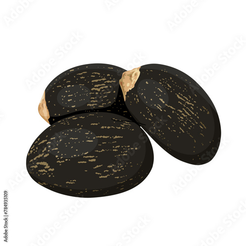 Vector illustration, Barbados nut or jatropha curcas, isolated on white background.